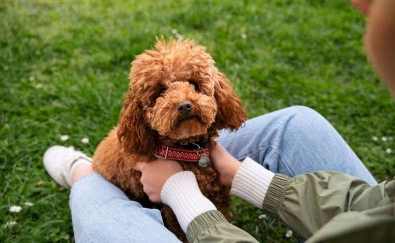 Tedy Poodle